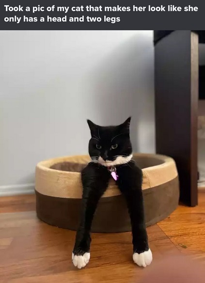 two leg cat.jpg