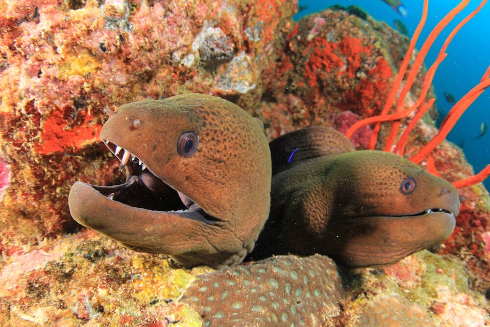 two-Moray-Eel-e1591441628604.jpg