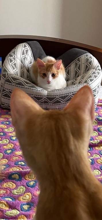 two orange cats.jpg