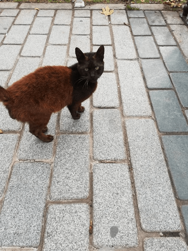 two-tone-cat-spotted-in-turkey.png