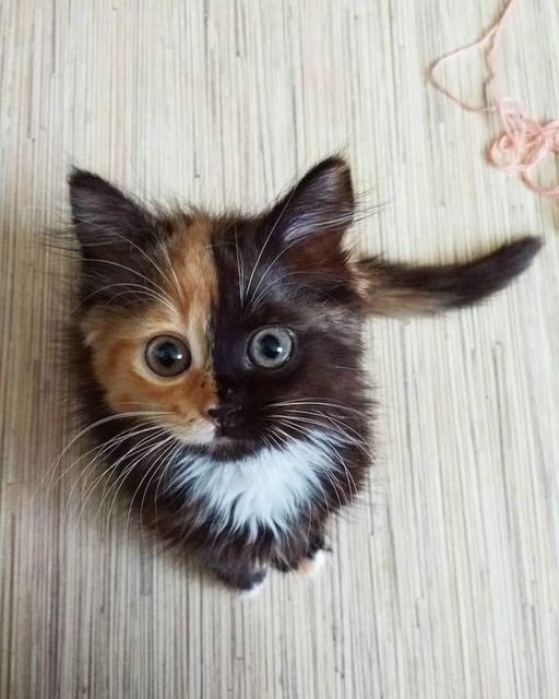 twoface kitten.jpg