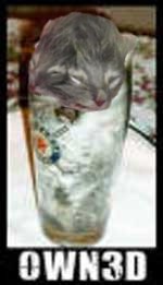 twoheadedkitty.jpg