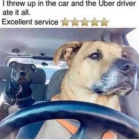 uber dog.jpg