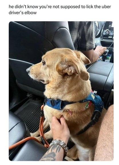 uber dog.jpg