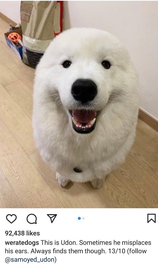 udon dog.jpg