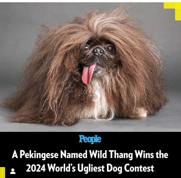 ugly dog.jpg