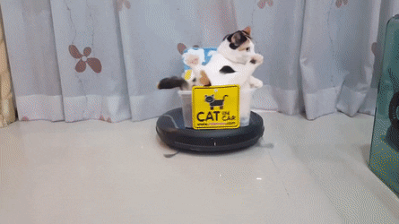 UnsteadyEuphoricAldabratortoise-size_restricted.gif