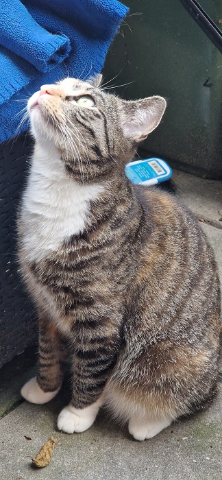 up cat.jpg