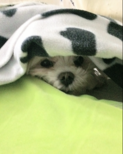 upload_2019-11-19_9-36-43.png