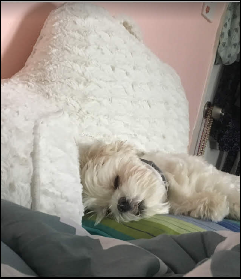 upload_2019-2-12_10-49-29.png