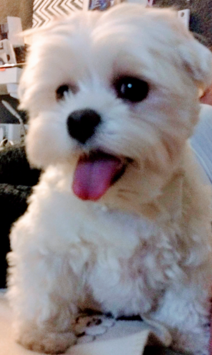 upload_2019-2-4_8-20-29.png
