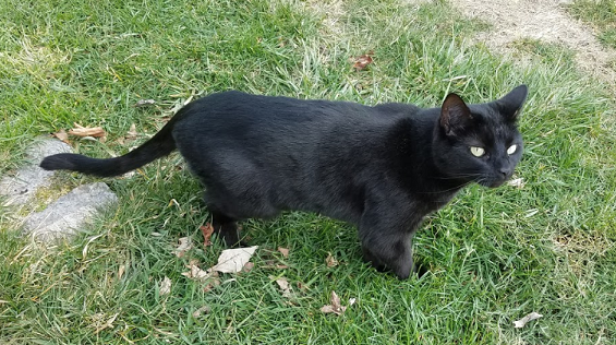 upload_2019-7-3_7-46-37.png