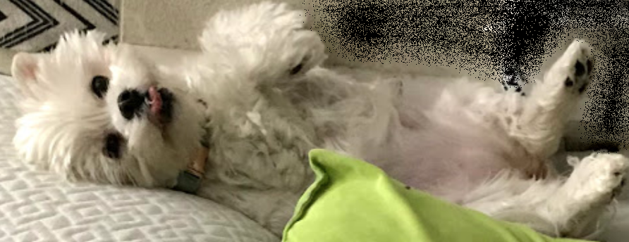 upload_2021-3-12_12-16-55.png