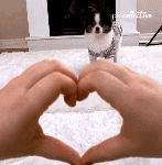 upload_2021-3-29_11-0-39.gif