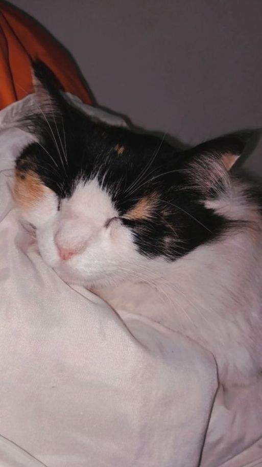 upload_2023-6-25_15-36-8.jpeg