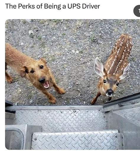 ups dog deer.jpg