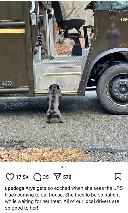 ups dog.jpg