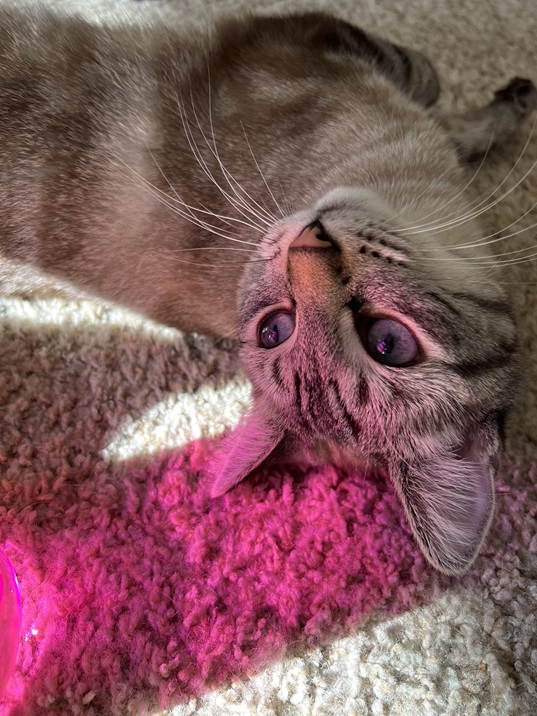 upside down cat.jpg