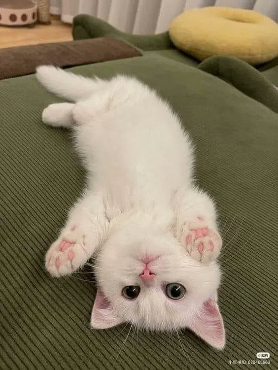 upside down kitten.jpg