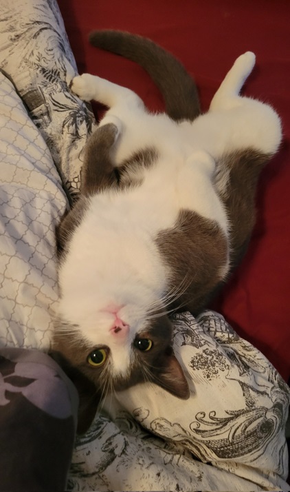 upside dwn cat.jpg