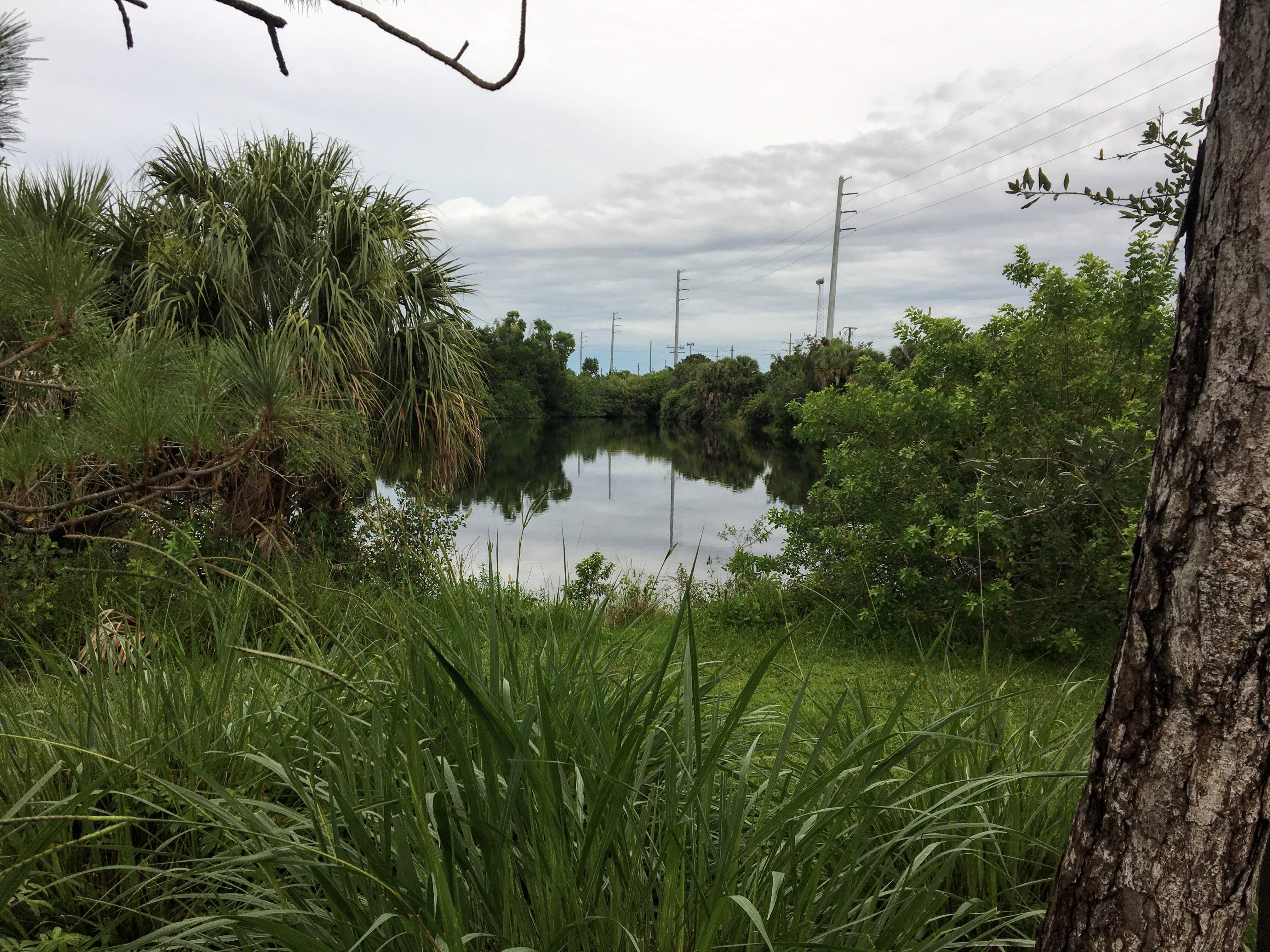 Urban Swamp.JPG