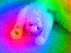 v0R9cgXrLQsRa.gif