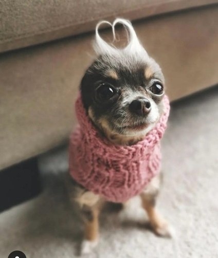 Valentines dog 1.jpg