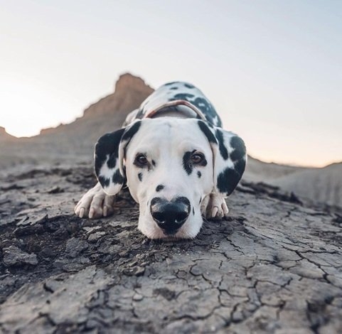 Valentines dog 2.jpg