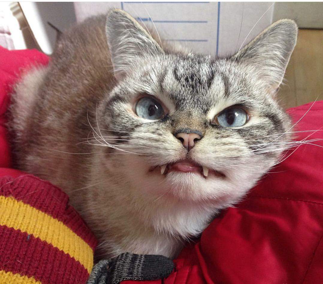 vampire-angry-cat-loki-29.jpg