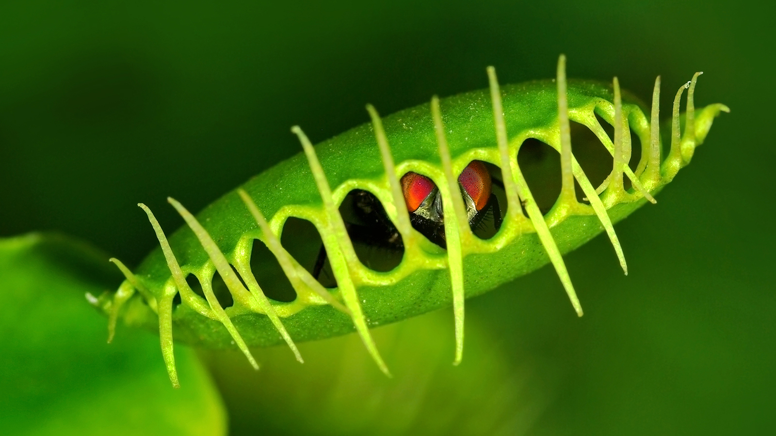 venus-flytrap.ngsversion.1396898463615.jpg
