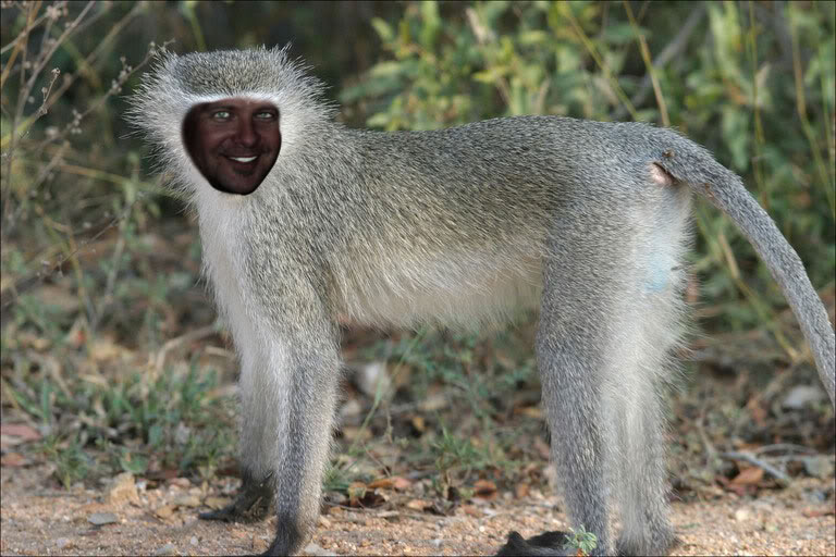 vervet-monkey.jpg