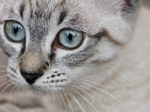 very close cat.jpg