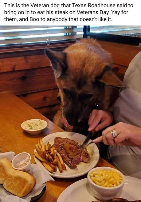 veteran dog.jpg