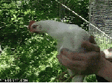 vgcxL.gif