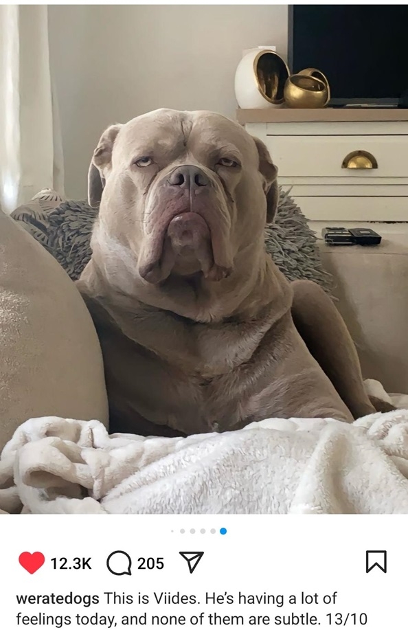 viddes dog.jpg
