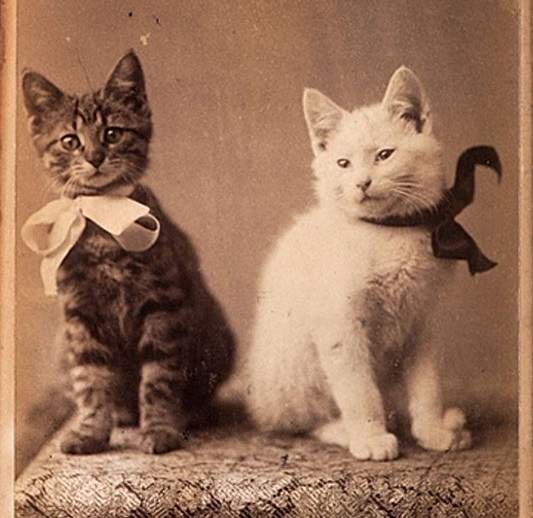 vintage cat 1.jpg