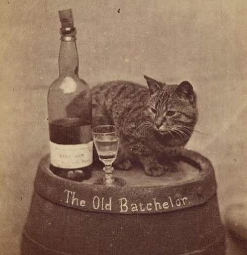 vintage cat 2.jpg