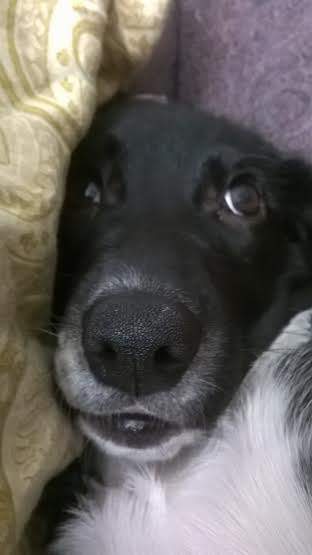 Violet 2.jpg