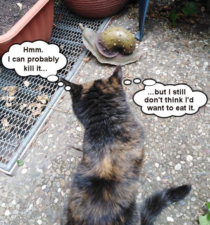 VK cat vs snail.jpg