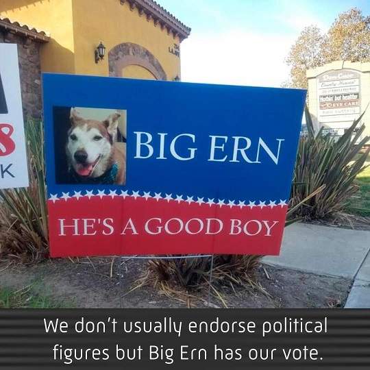 vote big ern.jpg