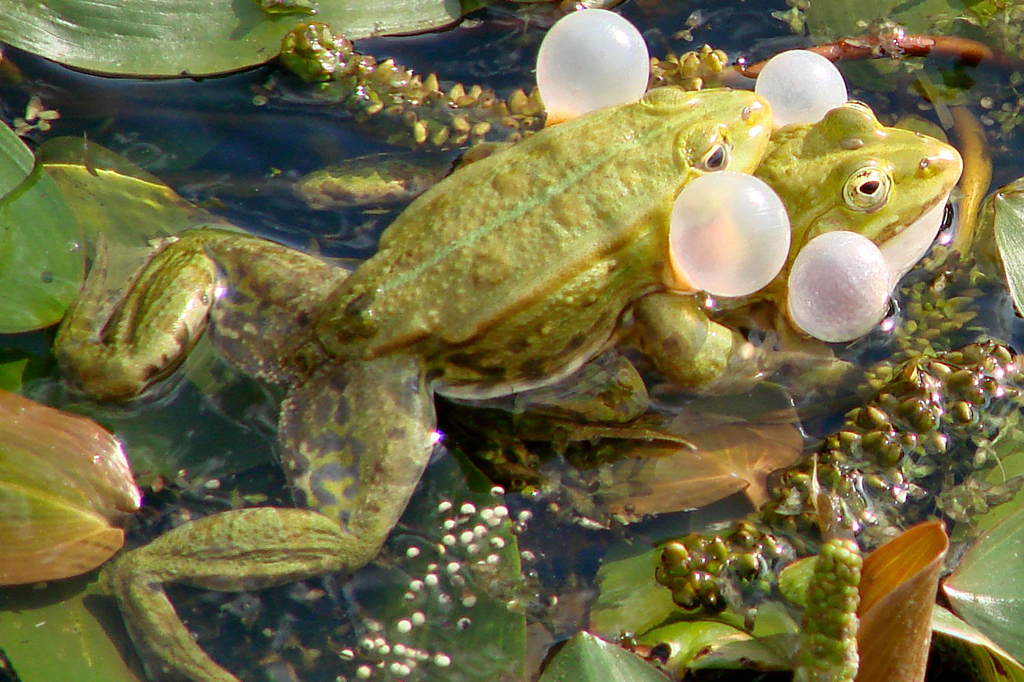 w-frogs.jpg