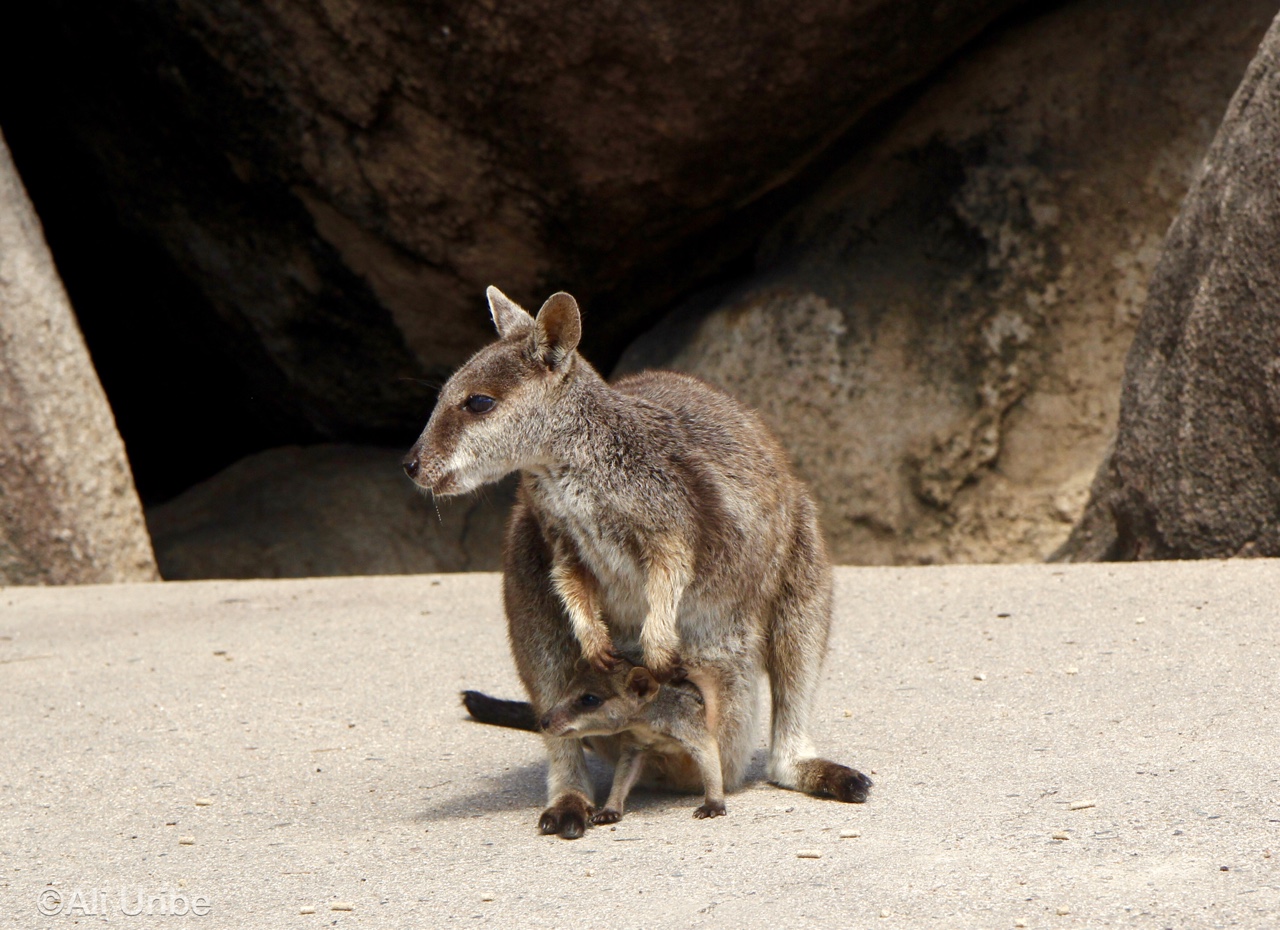 wallaby-11.jpg