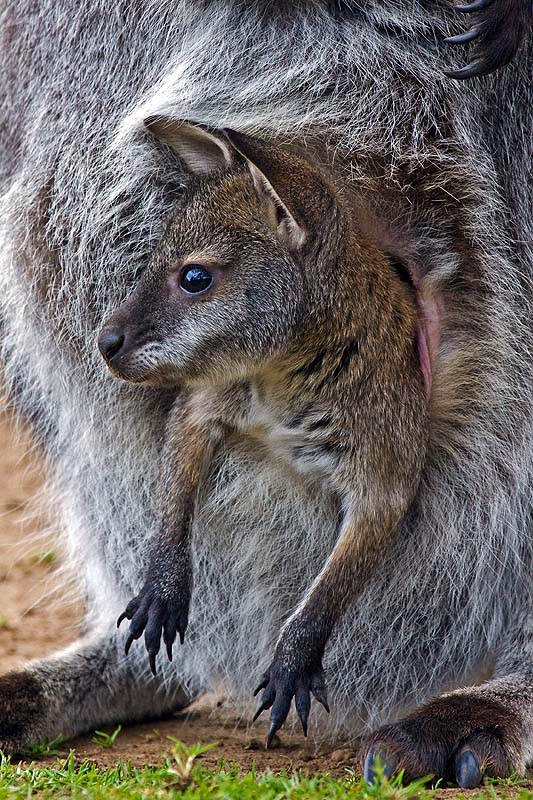 wallaby-2.jpg