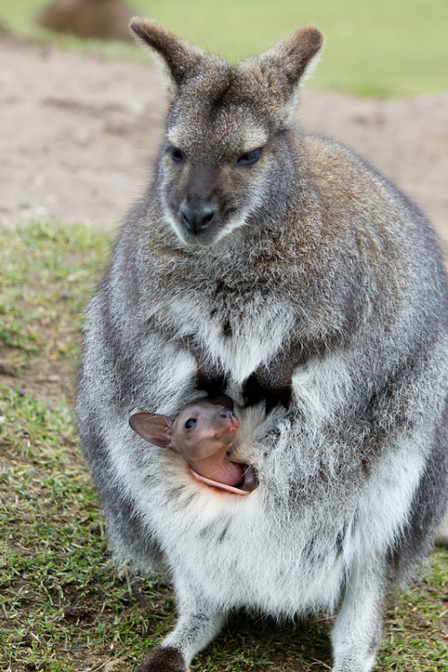 wallaby-4.jpg
