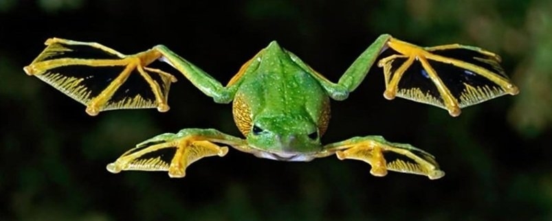 wallaces flying frog.jpg