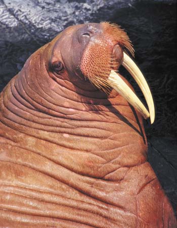 walrus.jpg