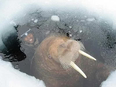 walrus2.jpg