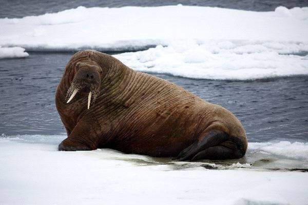 Walrus_Resting_on_Ice_600[1].jpg