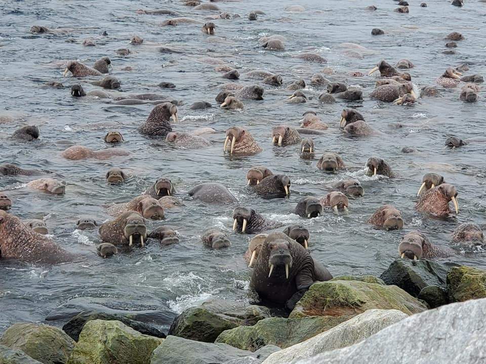 walruses.jpg