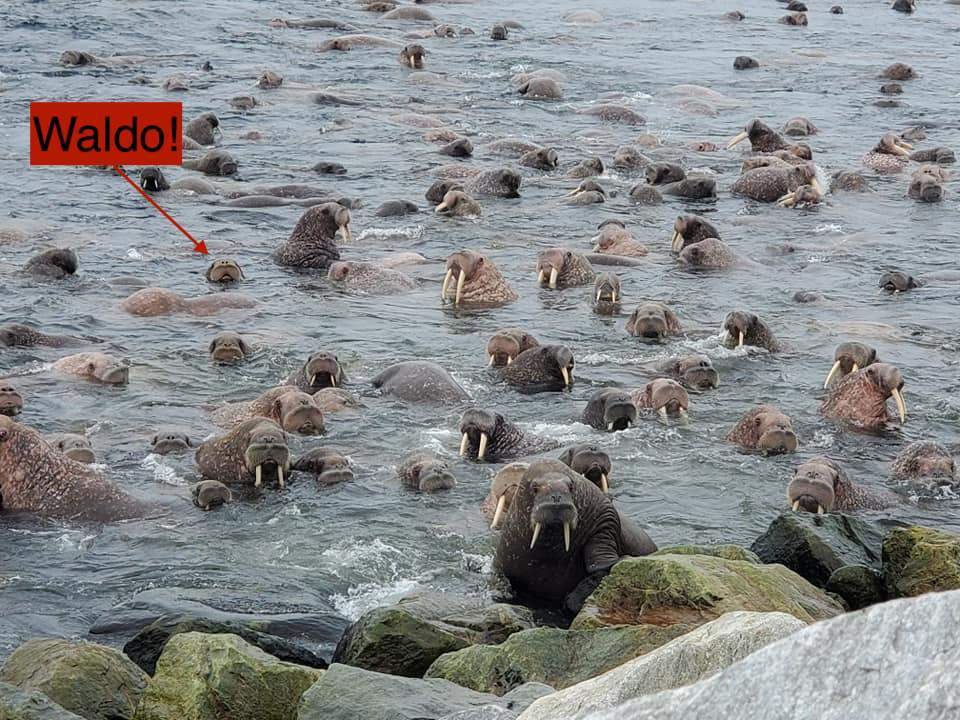 walruses.jpg
